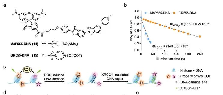 ACS Cent. Sci. | 陈知行课题组开发“温和罗丹明”作为长时程活细胞成像的通用荧光探针