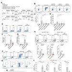 Sci Transl Med | 肠道蠕虫感染削弱新冠疫苗保护力