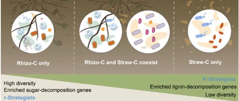 根际生化过程| SOIL BIOL BIOCHEM：玉米根系沉积物和秸秆碳源对微生物类群和代谢的影响