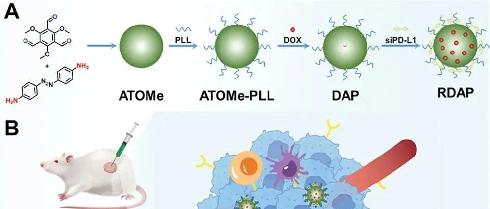 【AFM】将阿霉素和 PD-L1 siRNA 共同包装在双响应共价有机框架中用于协同癌症化学免疫疗法