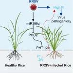 福建农林大学吴建国教授团队在植物科学权威期刊发文解密水稻抗病毒机制的新发现——磷营养调控的关键角色