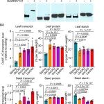 New Phytologist||石河子大学合作发表基因编辑高蛋白大豆和水稻最新研究成果