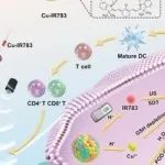 Adv Sci丨海军军医大学朱江波/郭佳铭/刘冰合作发现Cu-IR783纳米粒子的智能抗肿瘤治疗诊断平台的声动力