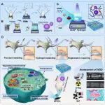 武汉大学李景峰教授、扬州大学张亮教授团队 Small：水凝胶和微凝胶协作系统时空递送因子以“唤醒”髓核衍生干细胞修复椎间盘