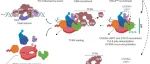 NAR | 复旦大学胡晋川课题组发现新的转录偶联修复核心因子STK19
