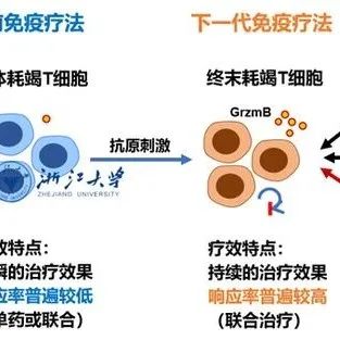 Nature | 浙江大学药学院郭雨刚与合作者解析IL-4重振终末耗竭T细胞机制，揭秘免疫治疗治愈肿瘤的关键