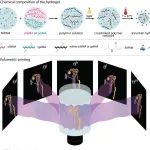 AFM：用于肾小管高分辨率3D打印的生物聚合物水凝胶的热收缩