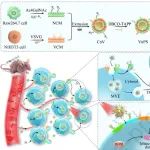 Biomaterials：细胞外囊泡可搭便车增强药物的穿透深度以增强抗肿瘤疗效