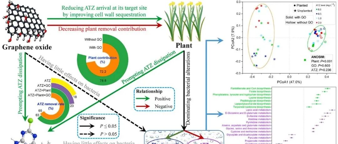 植物去除药残污染丨J ENVIRON MANAGE：阿特拉津对水中共存氧化石墨烯植物修复影响的复杂性