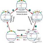 柳清菊教授ACS Catalysis：深入探讨 CuSA-ZnS 增强光催化析氢的相互作用效应