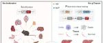 再发Cell！周斌团队建立体内细胞衰老的谱系示踪及功能研究技术