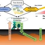 浙江农林大学国重室陈信力教授一作兼通作在Nature子刊发表研究成果！