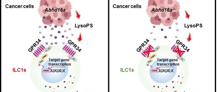 Nat Immunol | 中国科学技术大学周荣斌团队报道靶向组织驻留NK的肿瘤免疫治疗新策略和新靶点