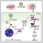 Cell Reports | 复旦大学束敏峰团队揭示调控溶瘤病毒HSV溶瘤活性的关键机制和潜在干预靶点