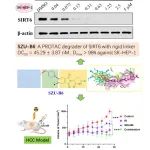 JACS | 深圳大学朱卫国教授团队发表SIRT6小分子降解剂SZU-B6抗肝癌研究成果