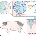 ACS Nano：可高效负载胰岛素的葡萄糖响应性微针贴片用于实现对小鼠和小型猪的长期血糖控制