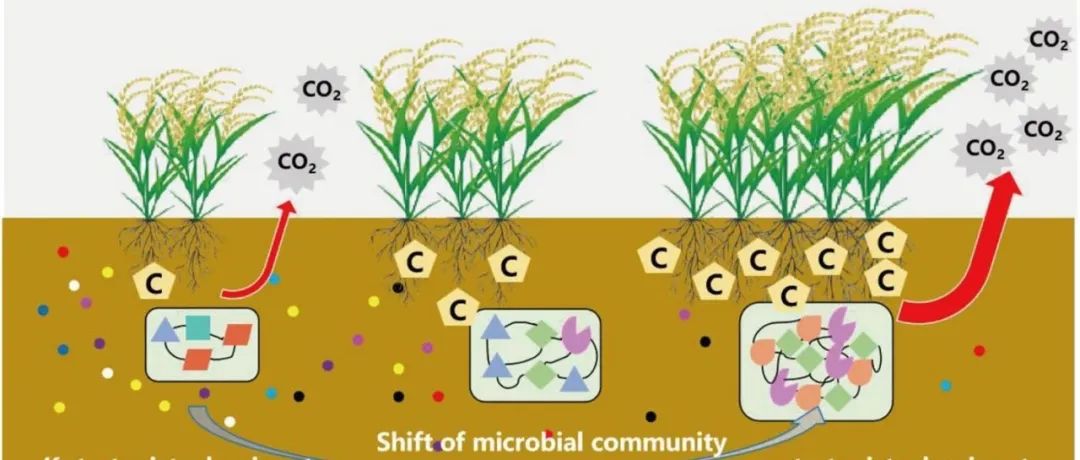 盐碱农田有机碳矿化丨APPL SOIL ECOL：盐度和养分对盐碱地700年耕作时序中有机碳矿化的协同调控