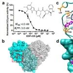 Nat Commun丨针对SARS-CoV-2 3CLpro的 EDP-235小分子抑制剂可阻止病毒在体内复制和传播