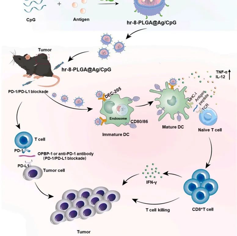 J Control Release丨中山大学高艳锋团队基于新型DEC-205结合肽的树突状细胞靶向纳米疫苗开发用于癌症免疫治疗