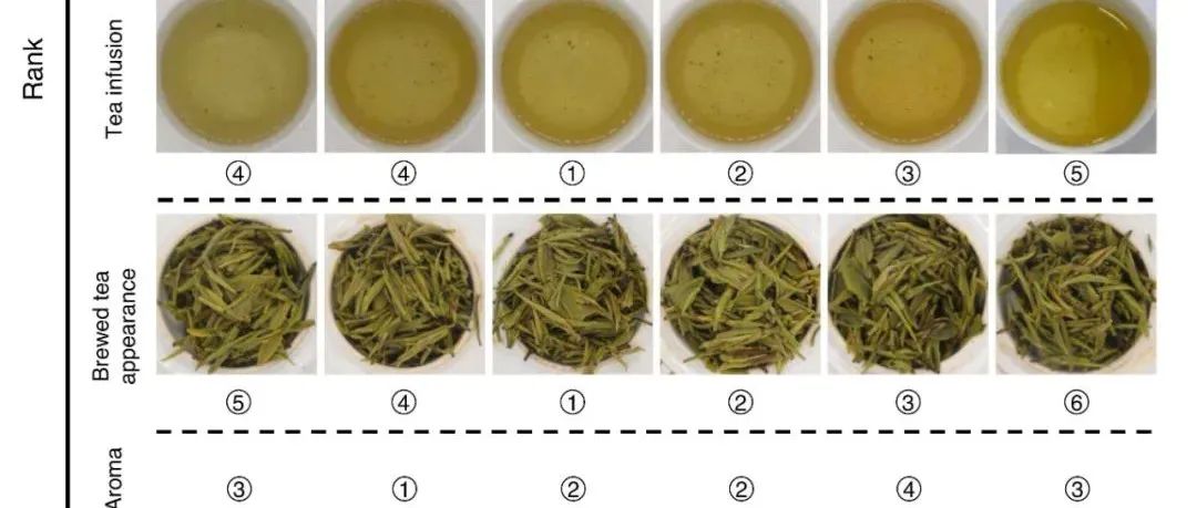 缩短萎凋时间有助于改善“湄潭翠芽”夏茶品质