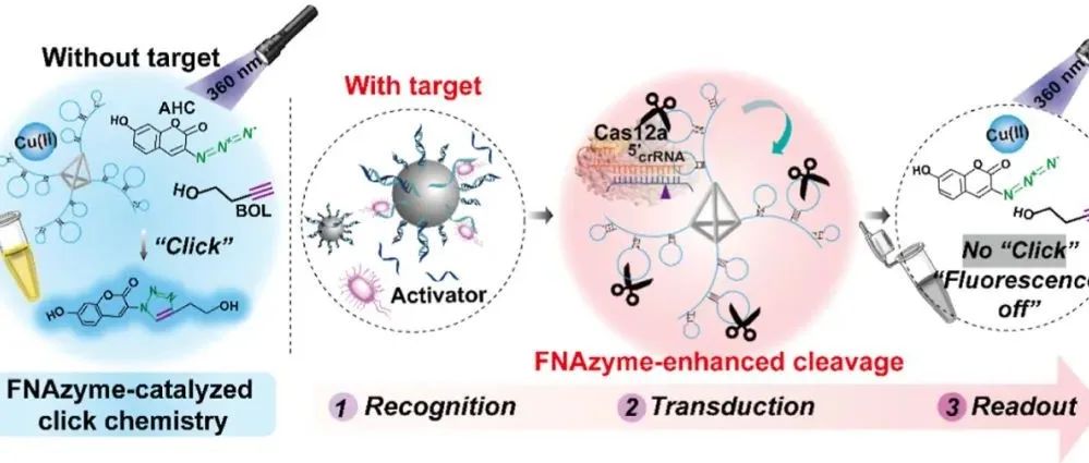 AC.通过DNAzyme嵌入框架核酸底物增强CRISPR/Cas12a荧光测定