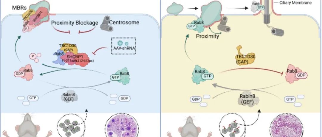 Cancer Res丨兰州大学焦作义团队揭示初级纤毛调控导管上皮癌进展新机制