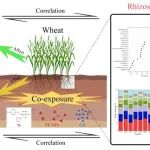东北大学陈芳团队JHM：聚乙烯纳米塑料、戊唑醇和镉在单一或共暴露下通过改变根际微环境影响土壤-小麦系统