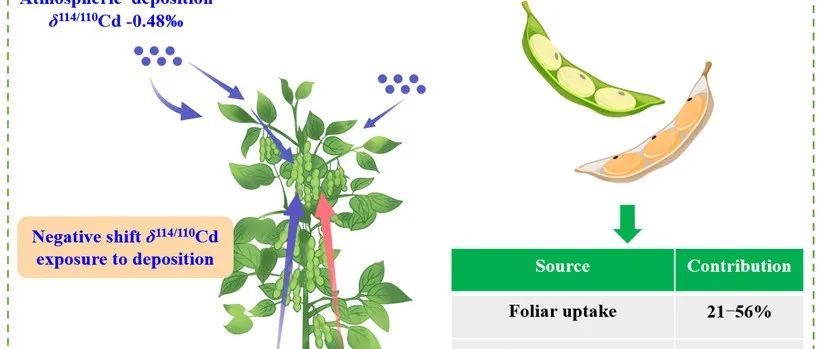 扬州大学刘海龙、中科院南京土壤所周静团队ES&T：利用同位素技术示踪大气沉降镉在大豆中的富集效应