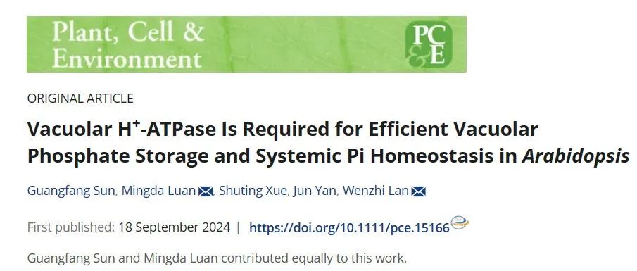 【文献解读】PCE│西北农林科技大学课题组揭示V-ATPase调控Pi稳态的重要作用