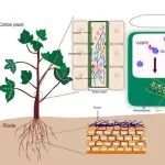 西北农林科技大学作物病虫害监测与治理团队在植物科学一区Top期刊（IF5y=7.6）上连发两篇研究成果！