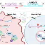J. Am. Chem. Soc. | 通过ClickRNA-PROTAC实现肿瘤选择性蛋白靶向降解和治疗