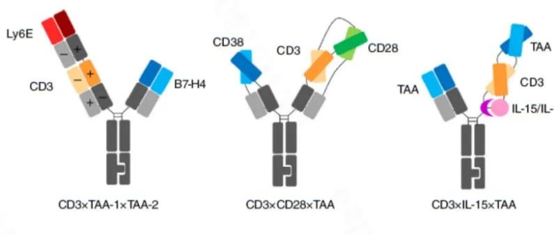 Immunology| 肿瘤免疫治疗的三特异性抗体