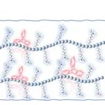 长春工大王哲教授团队 Macromolecules：局部三维聚合物骨架与自组装性阳离子对构建新型阴离子交换膜的协同作用