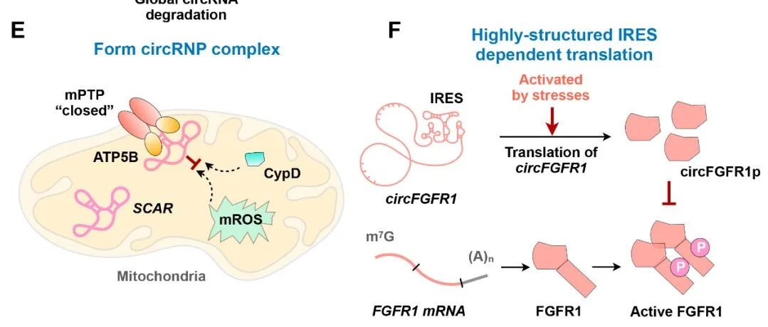 Mol Cell丨陈玲玲研究员发表关于环形RNA折叠结构如何影响其生物学功能与生物医学应用的综述