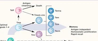 Immunity| 宾大系统解析肿瘤-免疫循环的CD8+T细胞