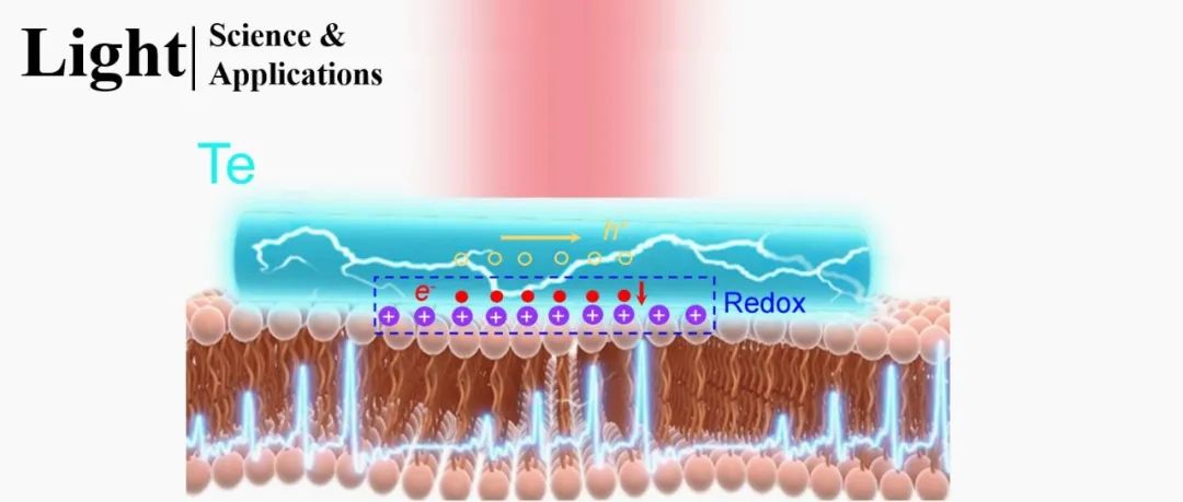 Light | 基于碲烯体光伏效应宽谱红外光神经调控