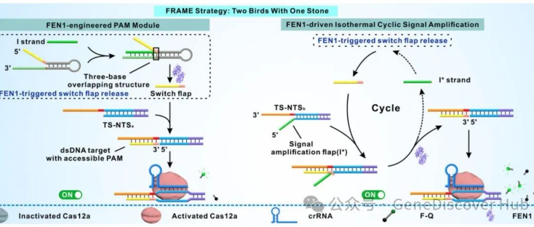 FRAME：瓣状核酸内切酶1设计的PAM模块用于精确和灵敏地调节CRISPR/Cas12a的反式切割活性