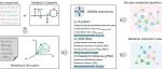 iMeta | 中科院生态中心邓晔组发布微生物代谢模型网络分析iNAP 2.0
