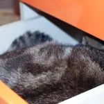 猫真的是液体吗？科学家：我有证据！