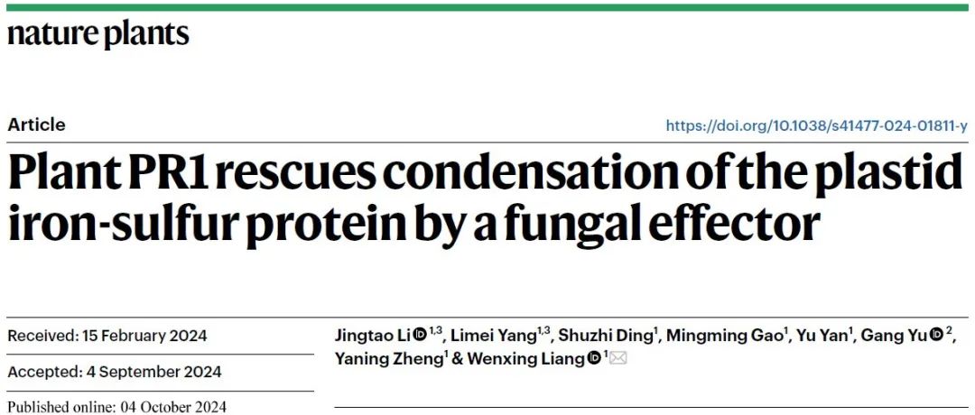 【学术之光】青岛农业大学梁文星教授团队在Nature Plants发文揭示尖孢镰刀菌致病及番茄“御敌”的新机制