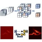 Laser&#160;Photon.&#160;Rev.&#160;|&#160;自监督去噪光声血液动力学成像