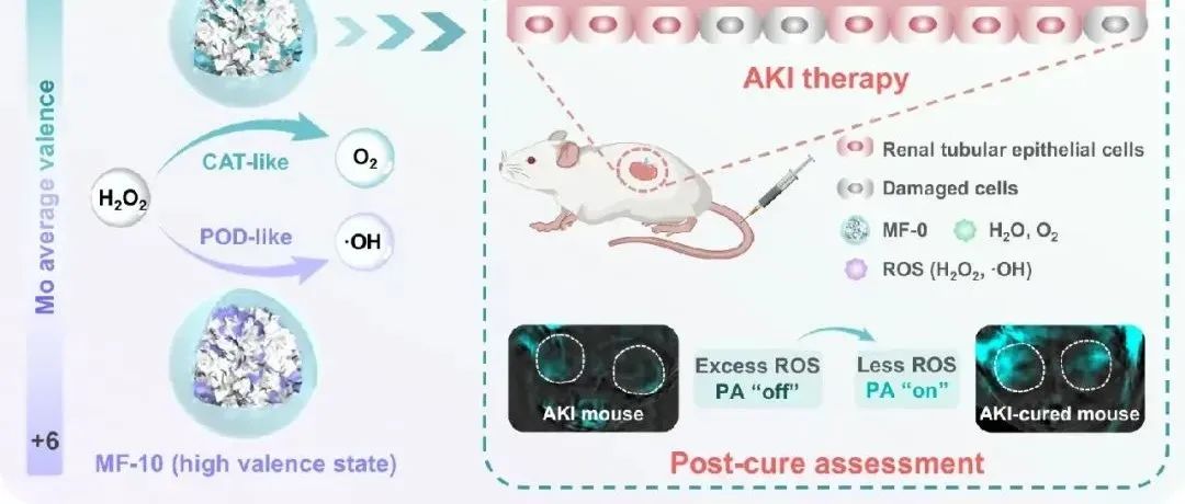 【Nat.Commun】钼氧化物纳米酶的价工程催化选择性调节用于急性肾损伤治疗和治愈后评估
