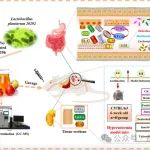 Food Chem: 降尿酸益生菌发酵苹果汁的生物转化特性及其通过调节肠道微生物群和代谢途径来改善高尿酸血症的潜在机制