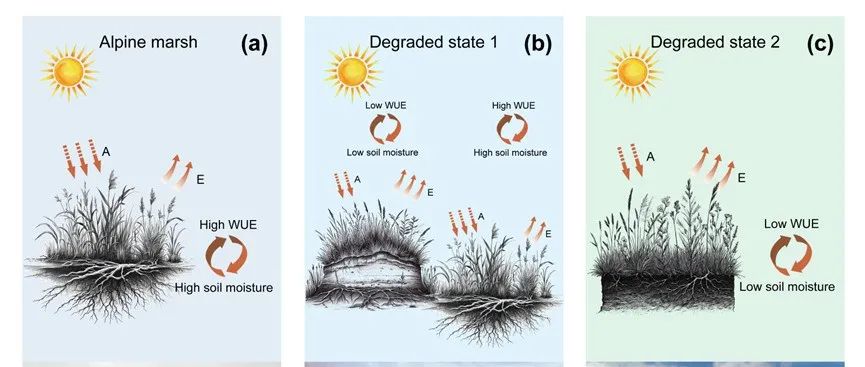 青藏高原高寒沼泽湿地生态系统多稳态维持机制研究中取得进展 | Ecology Letters