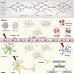 浙江大学周民团队《Biomaterials》：金属有机框架-依达拉奉纳米复合物用于治疗放疗引起的脑损伤