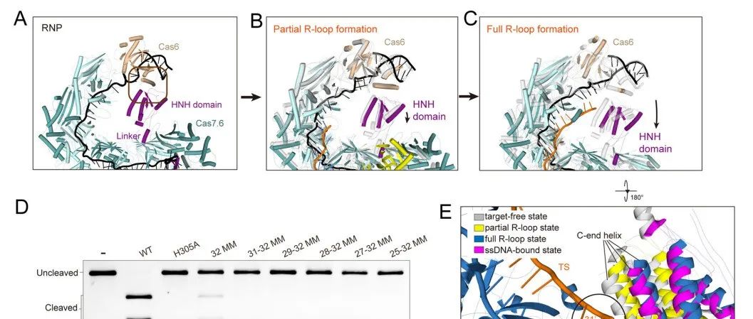 揭秘Cas8-HNH系统精准基因编辑的结构机制 | 进展