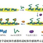 《食品科学》：安徽科技学院丁志刚副教授等：黑磷基电化学传感器在食品检测中的研究进展