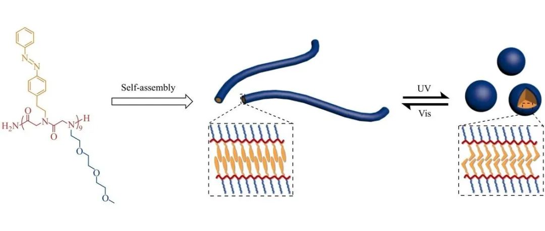 研究论文| 特定序列两亲性偶氮苯交替类肽的自组装与光响应行为研究
