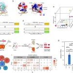 Cell Research||基因组所左二伟团队研发新型线粒体编辑技术，破解线粒体碱基编辑脱靶难题