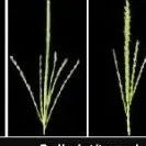 中国农业大学农学院在Nature子刊（IF：29.6）发表研究成果！在玉米耐高温领域取得重要进展